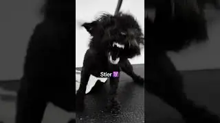 Die Sternzeichen als Hunde 🐶 #sternzeichen #funnyshorts #f&uuml;rdich #hunde