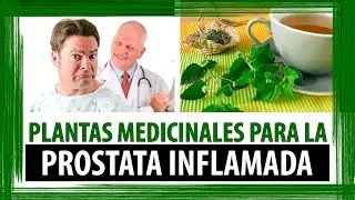 PLANTAS MEDICINALES PARA LA PROSTATA INFLAMADA | HIERBAS MEDICINALES PARA LA PROSTATA