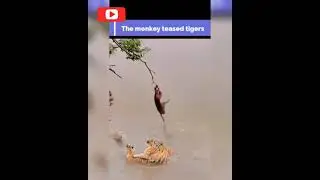 Monkey teasing Five tigers inside the river, see funny video inside