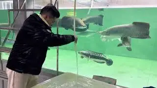Arowana Fish aquarium Lover | Giant fish tank lover #fish #fishtank #giantfish #aquariumfish