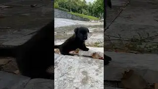 Rescue the lost puppy and the heartwarming ending💚 #pawsofhope26 #puppy #pawsn #rescuedog