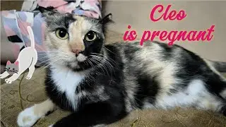 Cleo is pregnant / soon to be a mom 