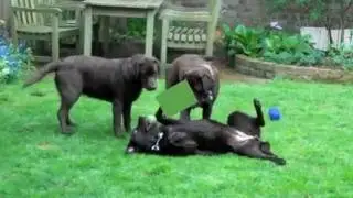 Chocolate Lab Family Reunion