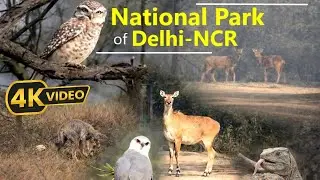 National Park of दिल्ली-Ncr #nationalpark  #delhincr #gurugram