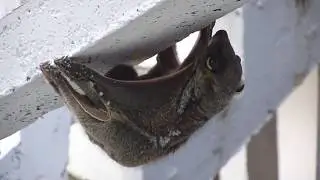 MALAYSIAN FLYING SQUIRREL, Sunda flying lemur