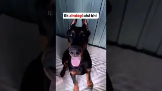 Kismat dekhoo dog Vs human😰 #rishucomedy #shorts #ytshorts #rishabhsaini