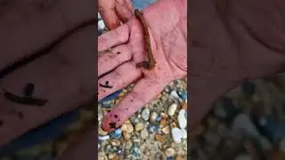 SEA FISHING  #worthingbeach #ukseafishing