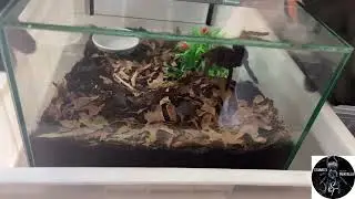 Rehousing the worlds third biggest tarantula species
