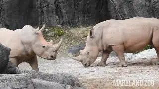 Southern White Rhino Habitat Introduction