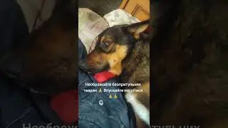 4441111055193803 на корм для безпритульних