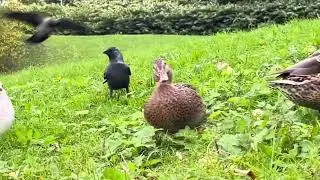 Funny Action Birdlife whith my baby Seagull, Ducks and Crows,- New Crow visiting October- Norway 