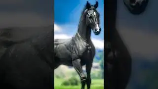 Free Black Arabian 🐎