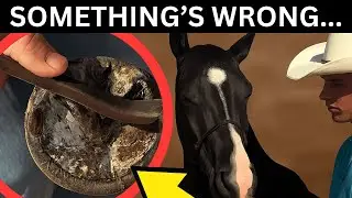 We Said He’d Be Easy to Rehome… Then We Found THIS in His Hoof 😢