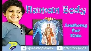 كتاب مجسم لشرح جسم الإنسان للاطفال | Human body 3d book |simplified anatomy |Braintopia KGs