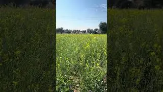 Fun #funny #travel #kite #dancevideo #automobile #cute #comedy #agriculture
