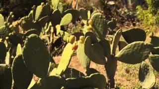 AgroTV 38: El Desarrollo de la Tuna en Huanta - Ayacucho