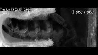 Video 1 - Honey bee worker development: Oviposition.