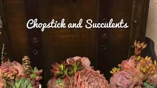 Succulent Plant Identification Part 3