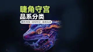 一個影片看懂：睫角守宮品系 Crested Gecko Morphs