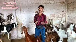 Jabalpur famous Bakra Mandi MA goat farm house #goat #goatfarm #goatfarming #public #video #youtube
