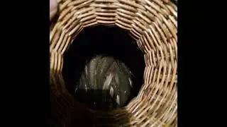 The Most Creative Fishing Methods in Southeast Asia
