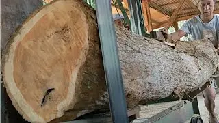 The sharpness of the saw blade cuts through the beautiful teak tree 