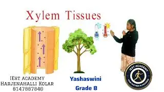 Xylem and Phloem Explained with Animation|Class 8 Science|Easy Botany Lesson|IEST Academy 