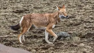 Chapter 4-Bale Mountains, Ethiopia