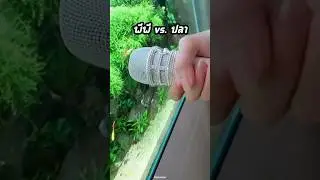 พีพี vs. ปลา 