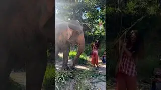Fil Barınağında Bir G&uuml;n I A day in Elephant Sanctuary I #shorts #gezi #travel
