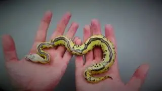 Super OD Clutch, Pastel Leopard Fire Clown and More!!