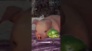 poogie dors paisiblement 🐷💤 #monsterhunterwilds #poogie #littlepig #frogs #love