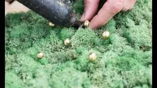 Make a Moss and Tree Branch Holiday Topiary