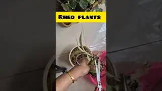 Rheo plants ☘️#rheo #plants #shorts #houseplants