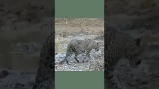 #animal Wild Whispers: Secrets of the Leopard
