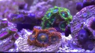 Nano reef tank. Zoa garden. Softies & LPS 纳米礁缸与珊瑚。