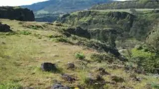 Wildflowers and Birdwatching on Rowena Crest Hike