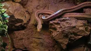 Copyright free stock footage || Snake
