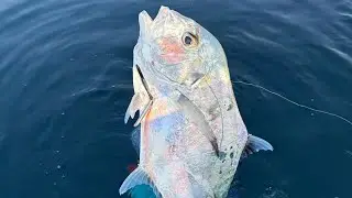صيد غوص حر بالكويت/ spearfishing in kuwait2025