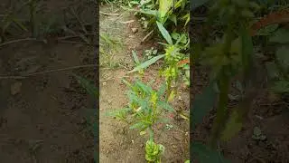tumbe gida madicinal uses