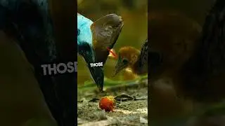 how to prevent cassowary attack? #australia #animals