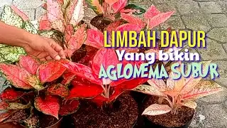 RAHASIA PERAWATAN AGLONEMA AGAR JADI SUBUR ‼️LIMBAH DAPUR@SIGIT FLORIST