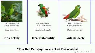 Vt&aacute;k, Rad Papag&aacute;jotvar&eacute;, čeľaď Psittaculidae lor&iacute;k agapornis spev&aacute;čik bird pestr&yacute; celebesk&yacute; Vital