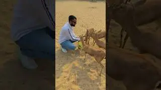 #hiran #saveanimals #pllz #rajasthan #bikaner #jaybishnoivlogs || jay bishnoi vlogs ||