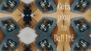Cats Play in Ball Pit