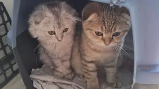 Котята после ареста 😊