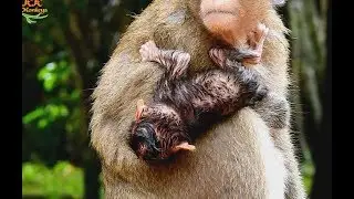 Newborn Baby Monkey Just Born Midnight Sharking Cool in Small Rain .