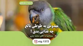 میدونی به طوطی بالغ چه غذایی بدی؟