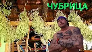 ЧУБРИЦА - ИНТЕРЕСНИ ФАКТИ  а.С.м