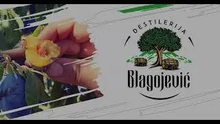 Destilerija Blagojevic Svrljig